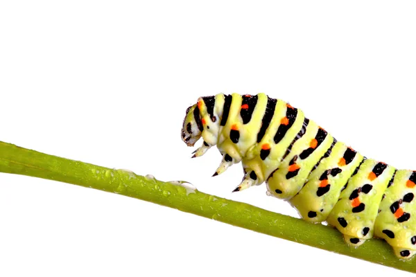 Green caterpillar of swallowtail — Stock Photo, Image