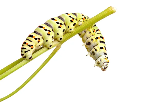 Green caterpillar of swallowtail — Stock Photo, Image