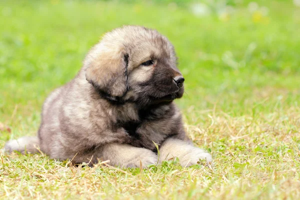 Sarplaninec, cão pastor macedônio — Fotografia de Stock