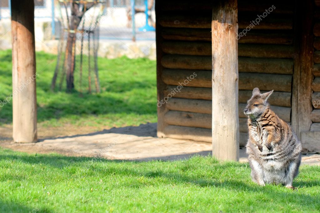 Sarplaninec, Macedonian shepherd dog — Stock Photo © kokimk 2087483