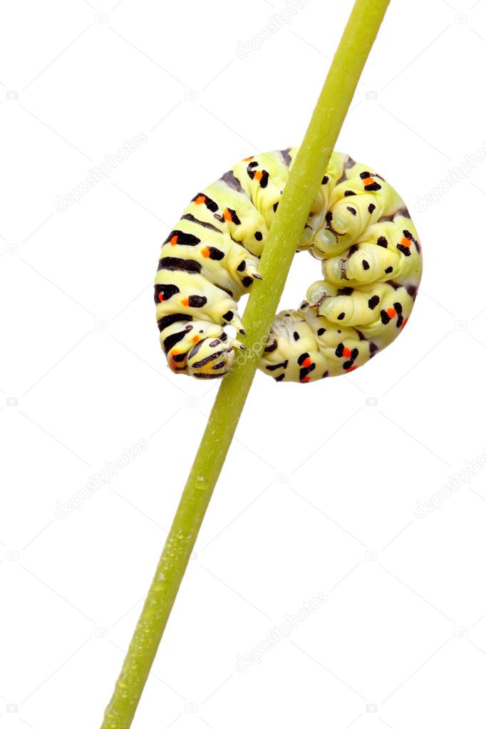 Green caterpillar of swallowtail