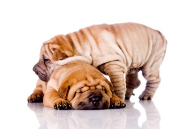 Two Shar Pei baby dogs clipart