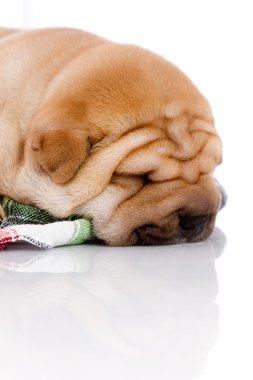 shar pei bebek köpek