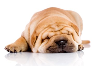 Shar Pei baby dog sleeping clipart