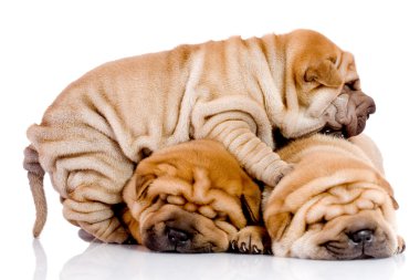 Three Shar Pei baby dogs clipart