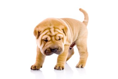 Shar Pei baby dog clipart