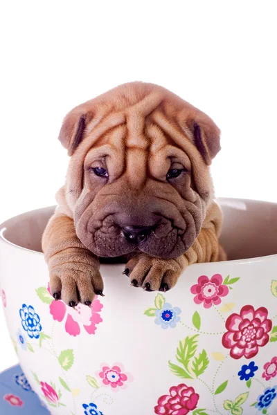 큰 컵에 샤 페이 아기 강아지 — 스톡 사진