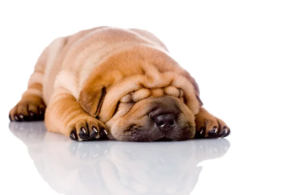Shar Pei bebê cão dormindo — Fotografia de Stock