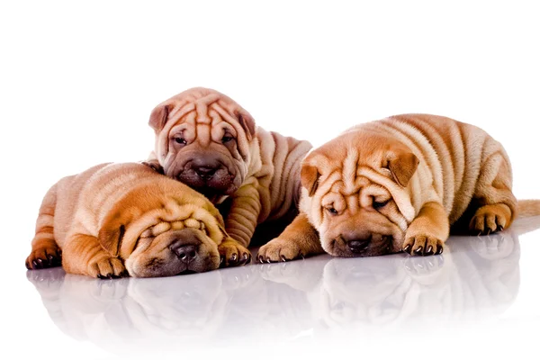 Tres perros bebé Shar Pei —  Fotos de Stock