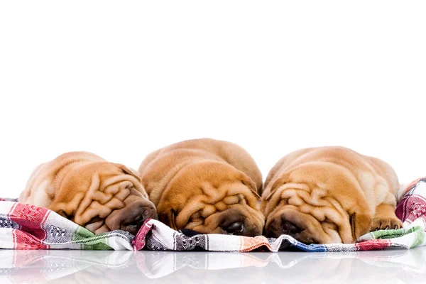 Drie shar pei baby honden — Stockfoto