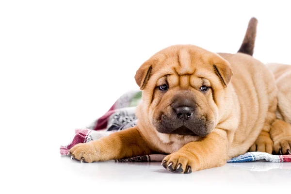 Zwei Shar Pei Babyhunde — Stockfoto