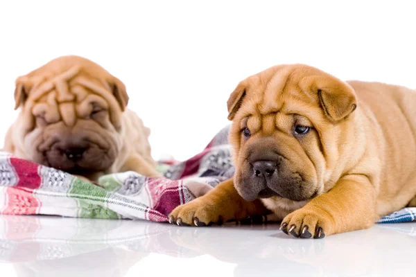 Två shar pei baby hundar — Stockfoto