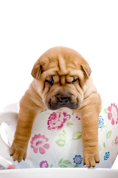 Shar Pei baby dog in a large cup — Stok fotoğraf