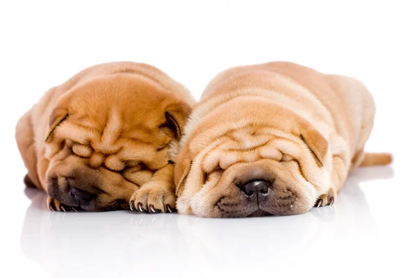 Dois cachorros Shar Pei — Fotografia de Stock