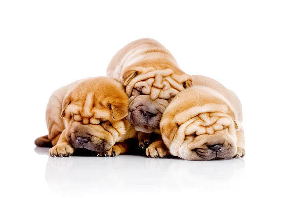 Üç shar pei bebek köpek — Stok fotoğraf