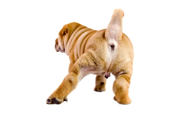Shar pei baby hond — Stockfoto