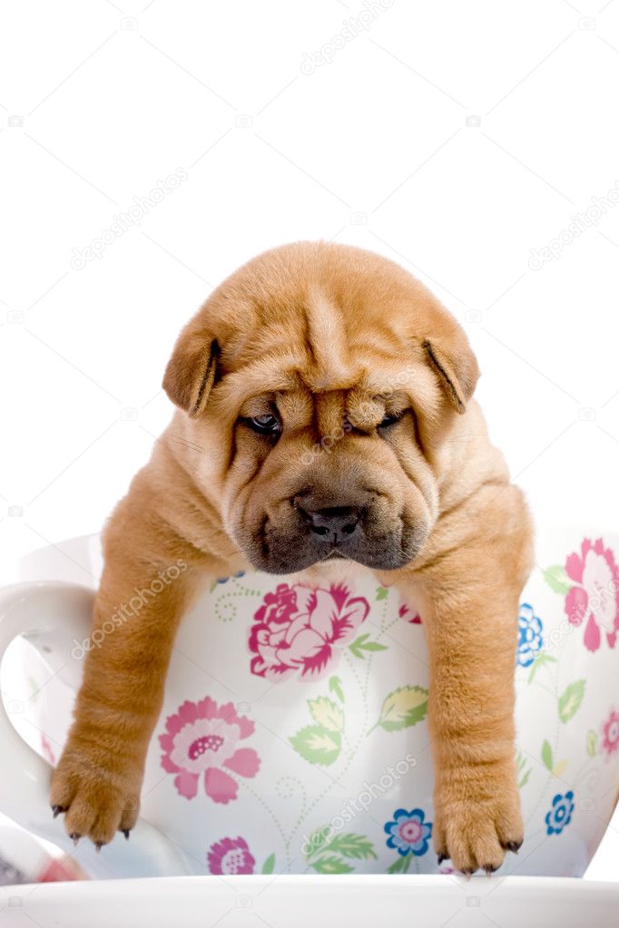 Shar Pei baby dog in a large cup