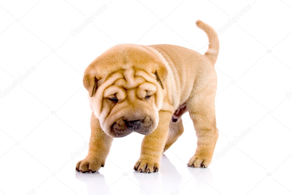 Shar Pei baby dog