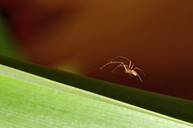 minik örümcek web