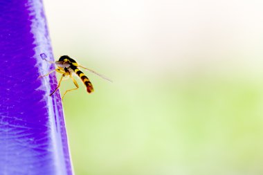 Hoverfly