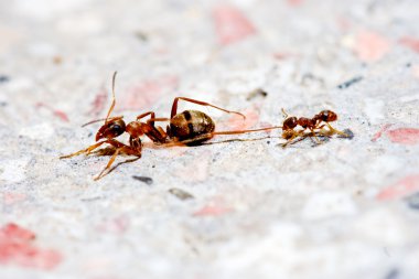 Ants fighting clipart