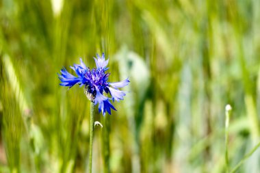 buğday alanında mavi çiçek