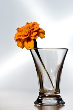 Flower in a glass clipart