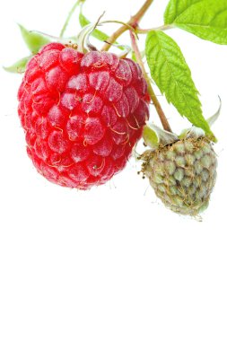 Raspberry clipart