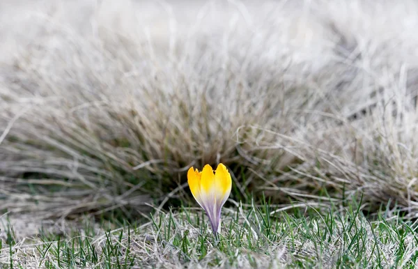 क्रॉकस फूल — स्टॉक फोटो, इमेज