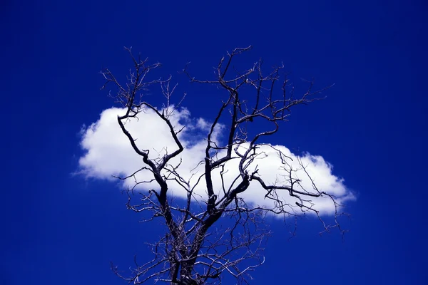 Árbol y una nube —  Fotos de Stock