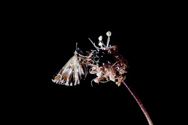 Μακροεντολή έντομο — Φωτογραφία Αρχείου