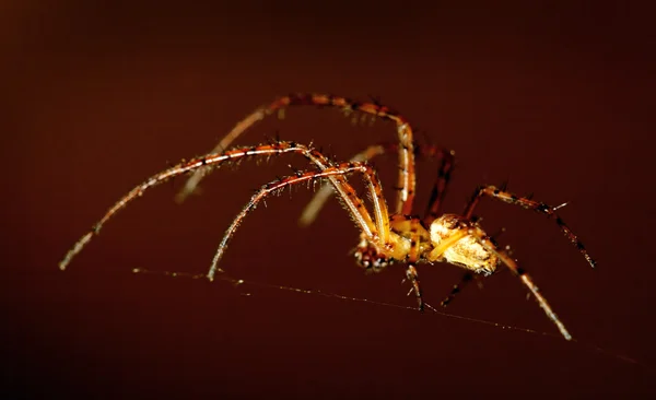 stock image Tiny spider on a web