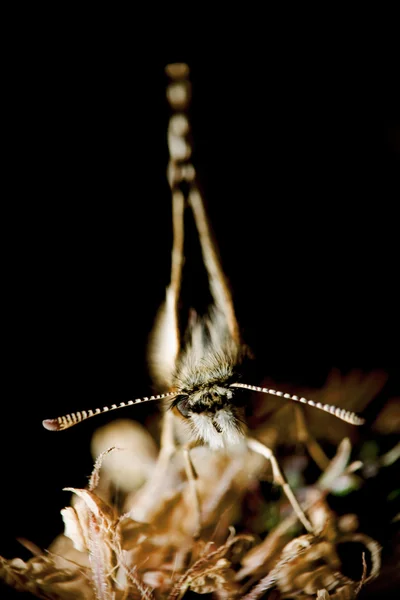 Makro böcek — Stok fotoğraf
