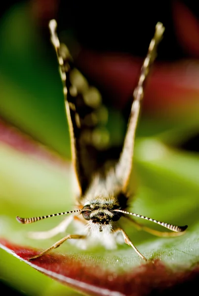 Macro insect — Stock Photo, Image