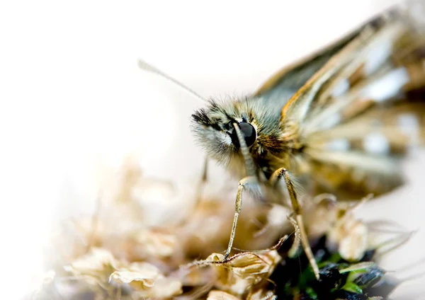 매크로 곤충 — 스톡 사진