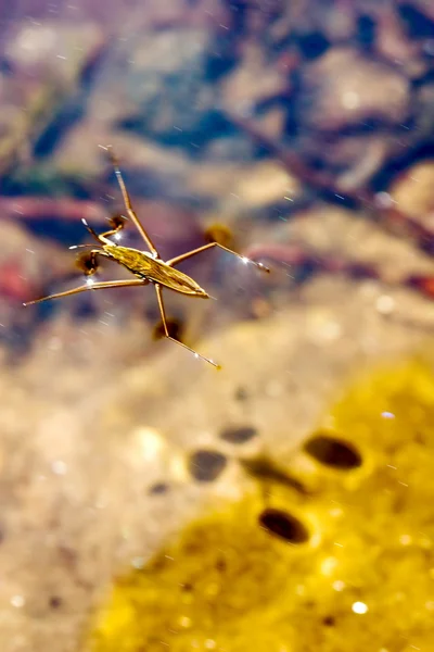 stock image Insect on water