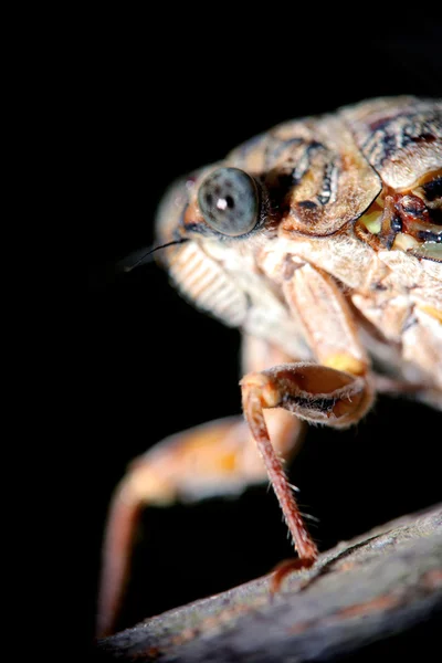 Makró rovar — Stock Fotó