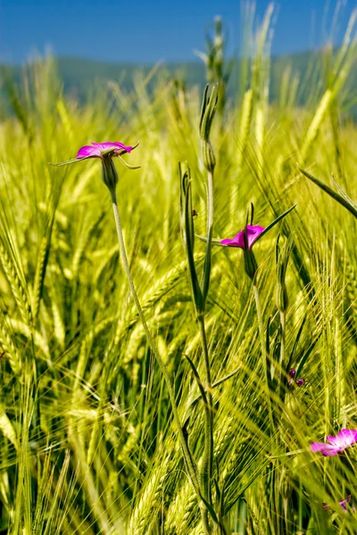 stock image Wheat field with flowers