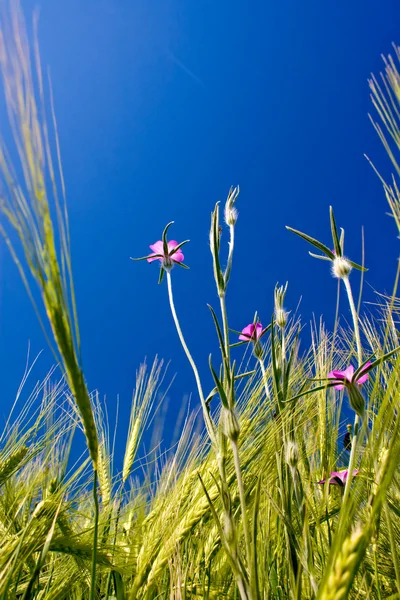 Пшеничное поле с цветами — стоковое фото