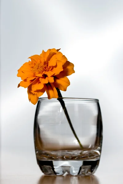 Blomma i ett glas — Stockfoto