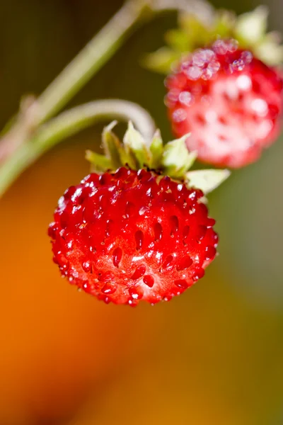 Gros plan sur la fraise sauvage — Photo