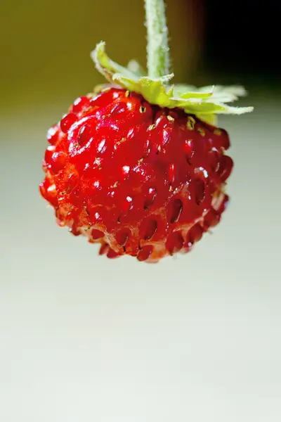 野草莓特写 — 图库照片