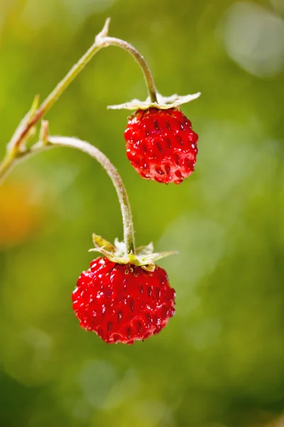 Wild strawberry close-up — Stock Photo, Image