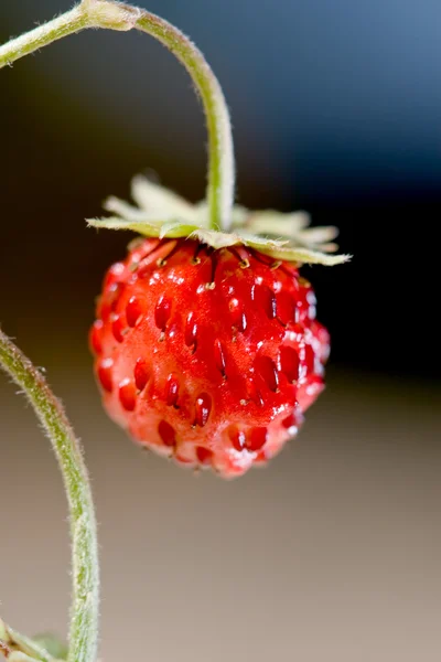 Gros plan sur la fraise sauvage — Photo
