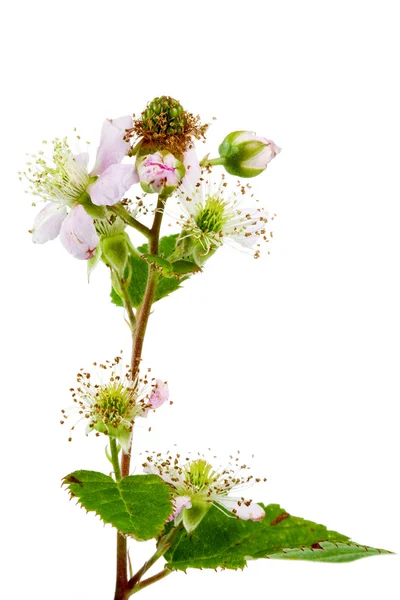Blackberry flowers, green blackberries — Stock Photo, Image
