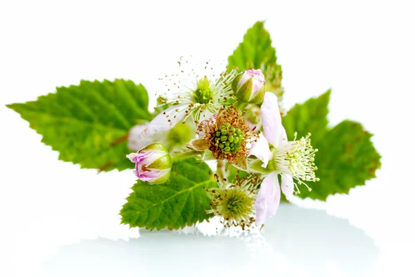 Blackberry flowers, green blackberries — Stock Photo, Image