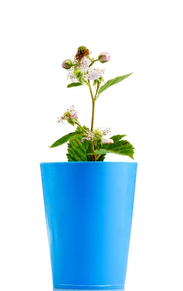 BlackBerry bloemen, groene bramen — Stockfoto