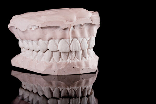 Human teeth, model