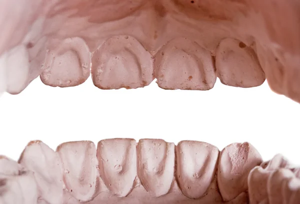 Lidské zuby, model — Stock fotografie