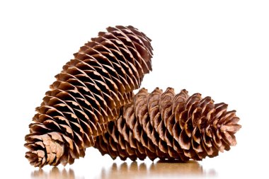 iki pinecones